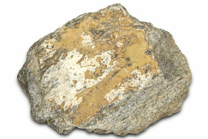 Dinosaur (Triceratops) Frill Shield Section - Montana #366661